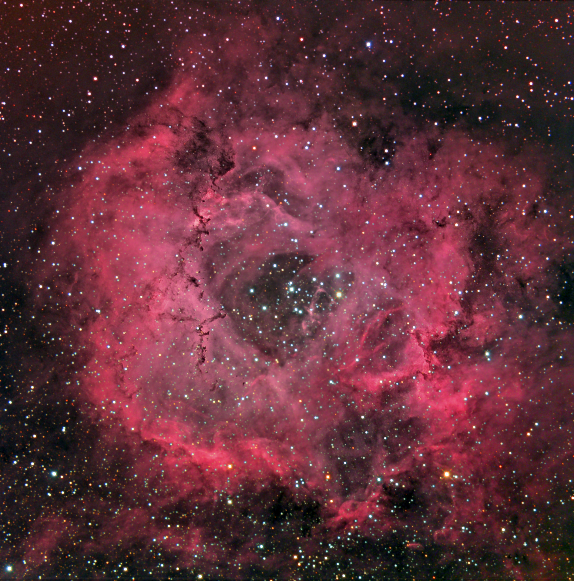 Robert fields 2rosette