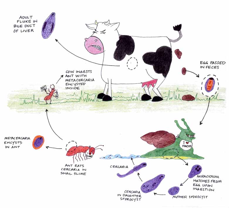 Dicrocoelium-Drawing