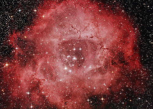 Rosette by Brian Ottum