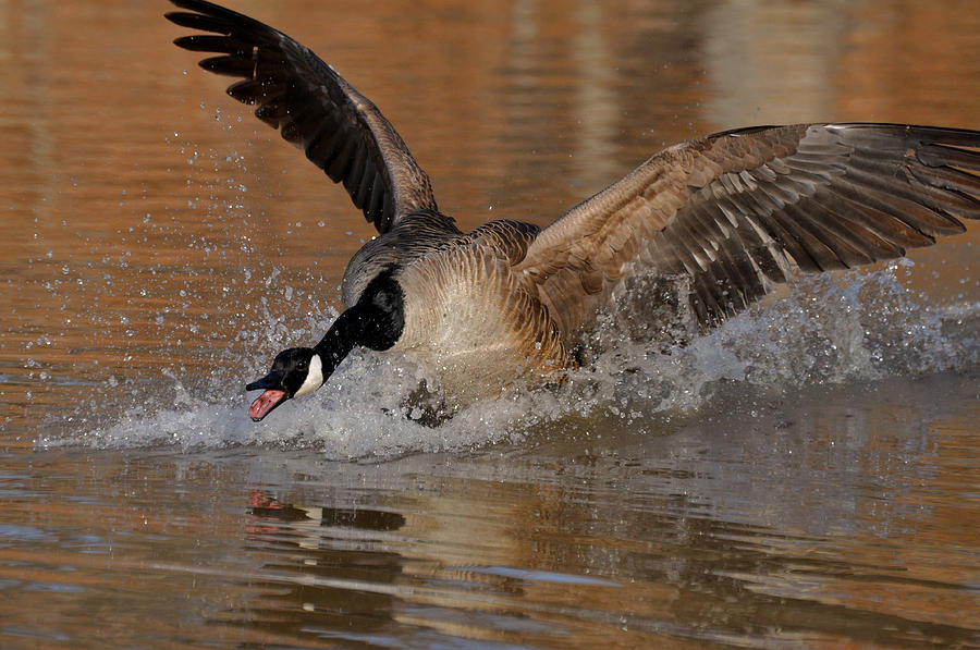 canada-goose-close-attack-c0162a-paul-lyndon-phillips