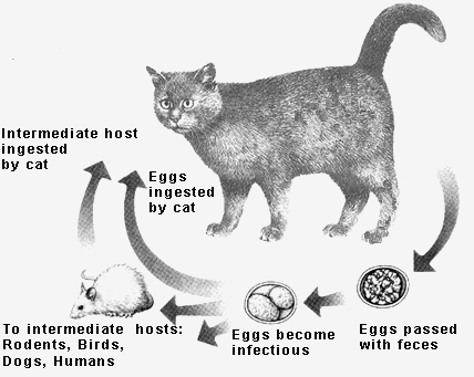 toxoplasmosis