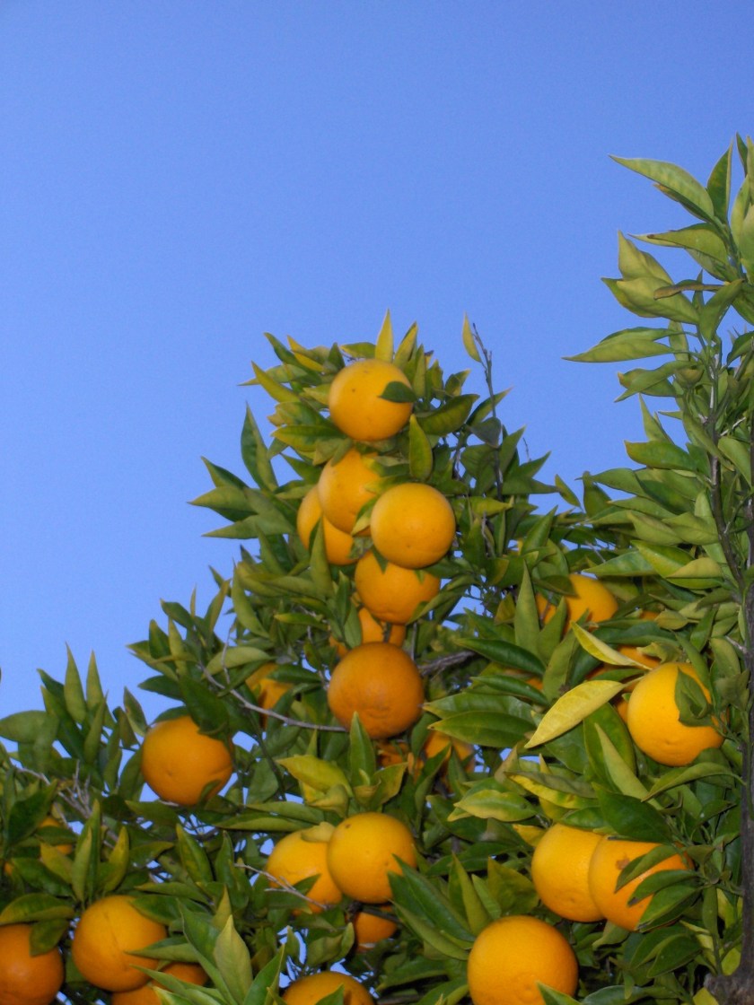 Orange_tree_(chez_fine)